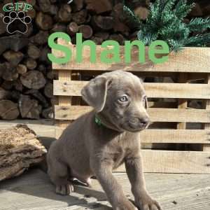 Shane, Silver Labrador Retriever Puppy